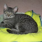 Ezzie, the silver tabby kitten, in her bed