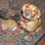 Nike and Zeus as Kittens with Bodhi