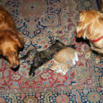 Nike and Zeus as Kittens with Morgan and Bodhi