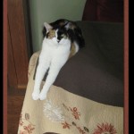 Photo of cat, Mr. Bizkits