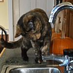 Nike, the cat, attacking the stream of water from the faucet