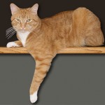 Zeus, the orange kitty, on the counter